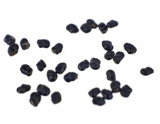 Peyote Decipiens 1000 seeds | Lophophora Decipiens